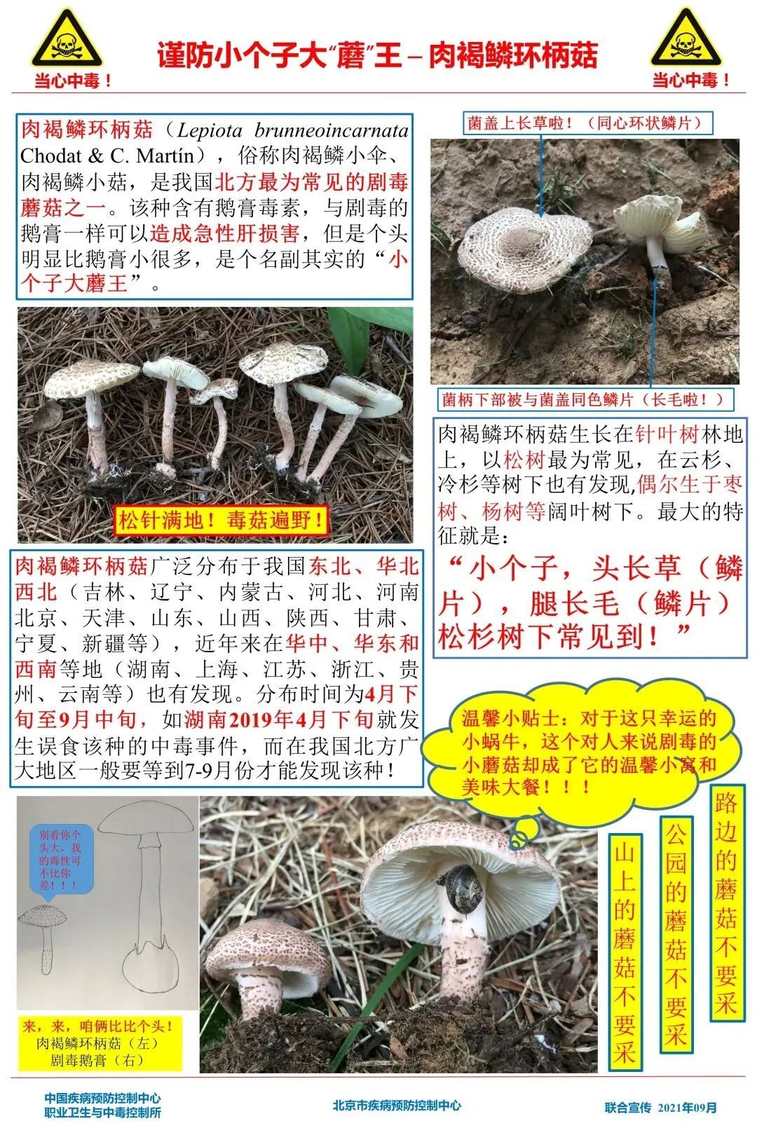 毒蘑菇！东北一地疾控紧急提醒