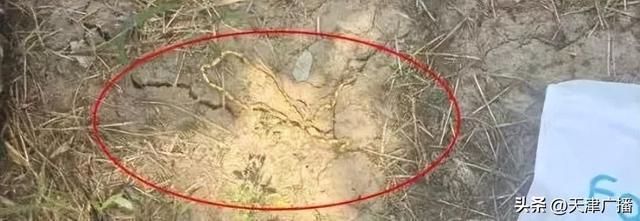 天津警方：杨某某被抓获！